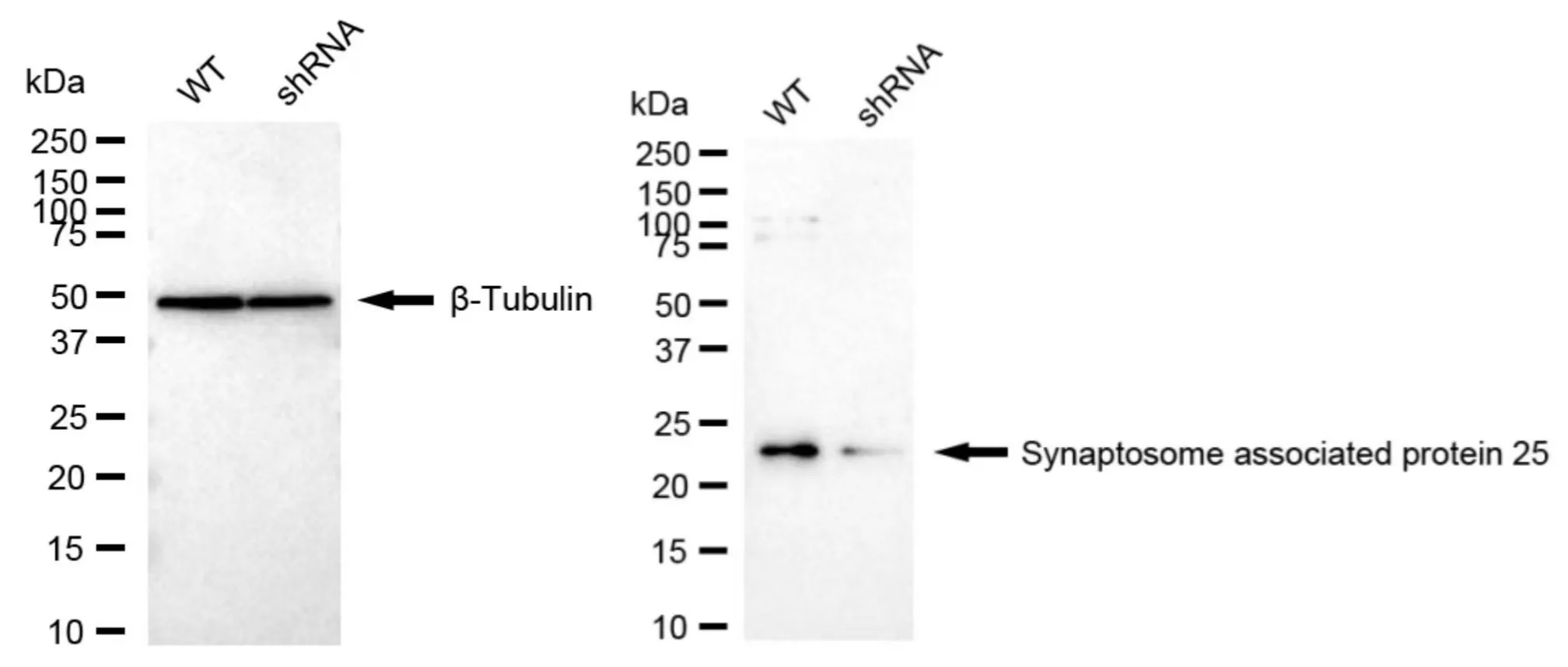 KD-Validated Synaptosome Associated Protein 25 Recombinant Rabbit Monoclonal Antibody