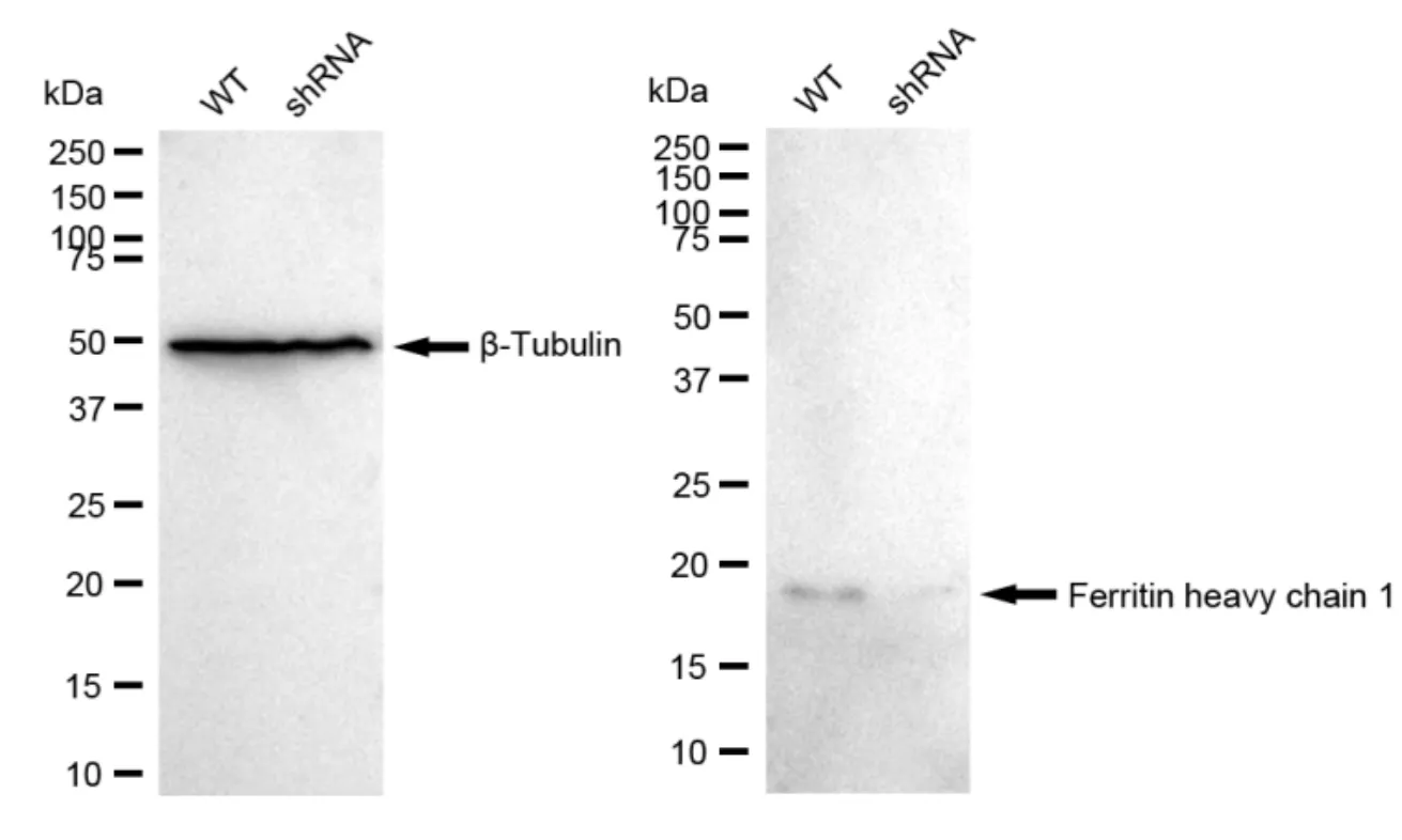 KD-Validated Ferritin Heavy Chain 1 Recombinant Rabbit Monoclonal Antibody
