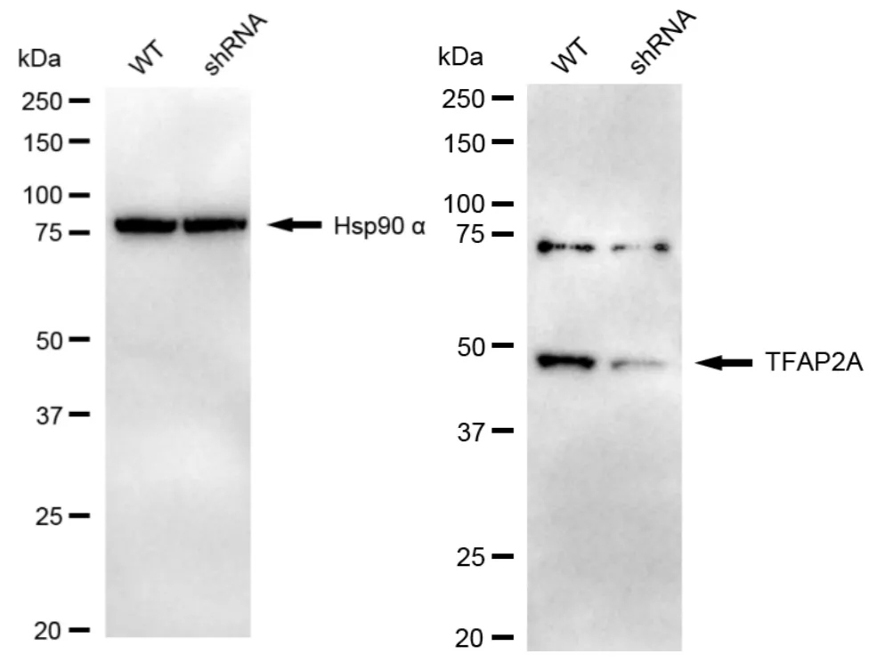 KD-Validated TFAP2A Recombinant Rabbit Monoclonal Antibody