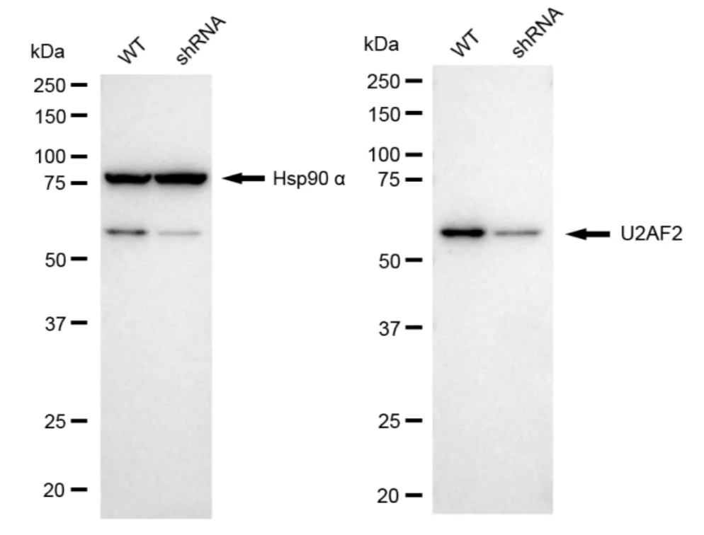 KD-Validated U2AF2 Recombinant Rabbit Monoclonal Antibody