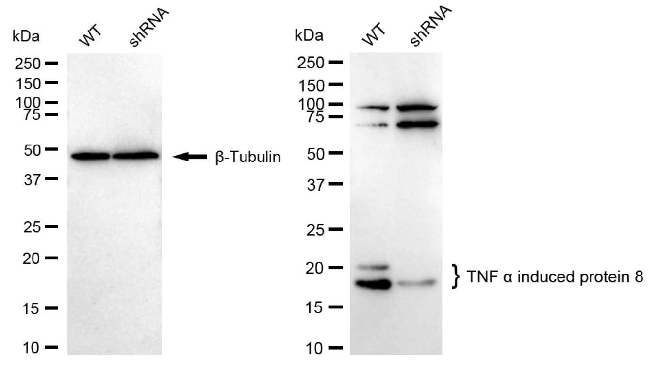 KD-Validated TNF Alpha Induced Protein 8 Recombinant Rabbit Monoclonal Antibody