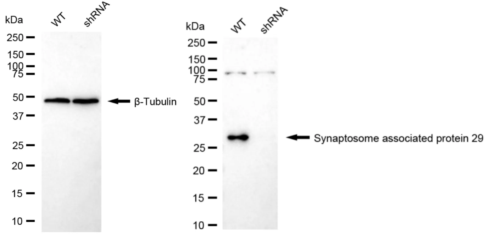KD-Validated Synaptosome Associated Protein 29 Recombinant Rabbit Monoclonal Antibody