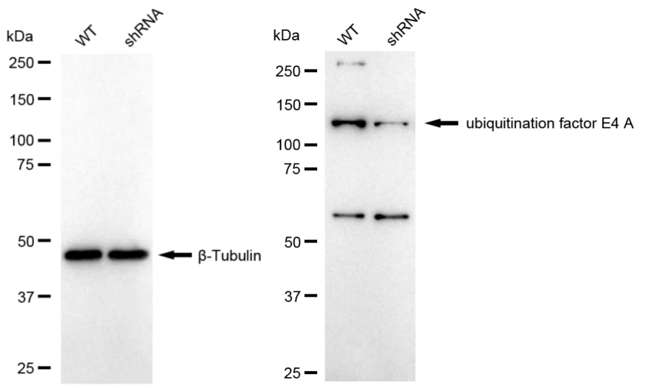 KD-Validated Ubiquitination Factor E4A Recombinant Rabbit Monoclonal Antibody