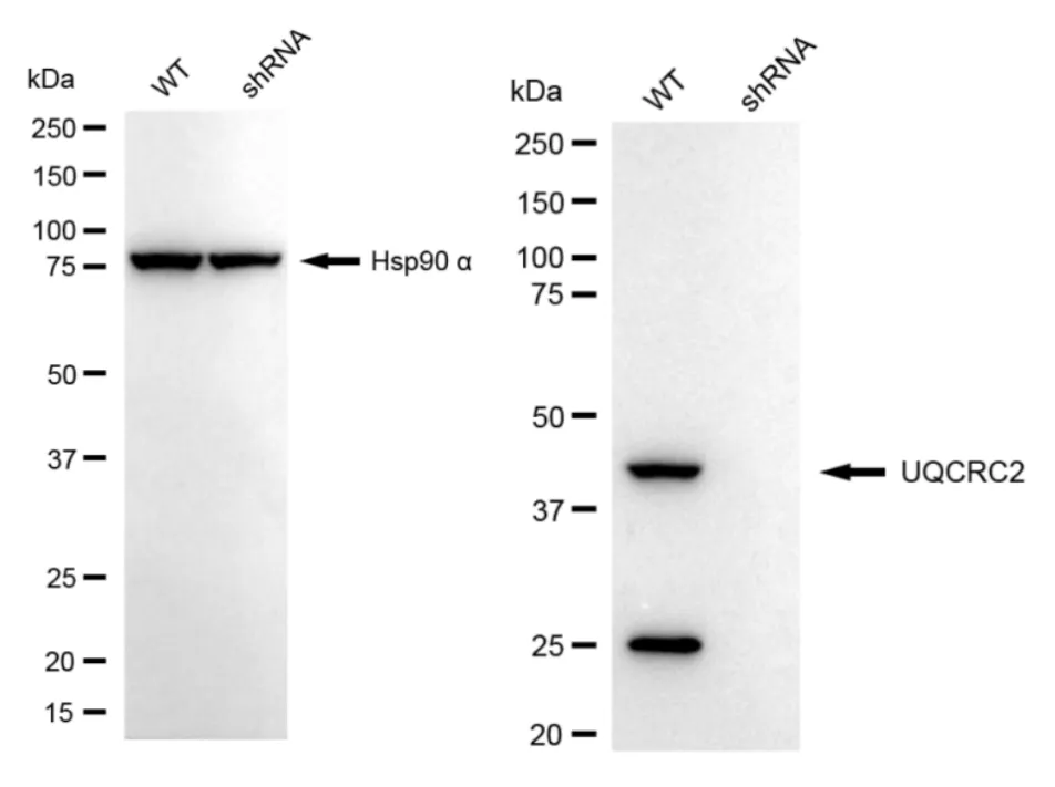 KD-Validated UQCRC2 Recombinant Rabbit Monoclonal Antibody