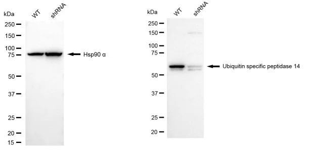 KD-Validated Ubiquitin Specific Peptidase 14 Recombinant Rabbit Monoclonal Antibody