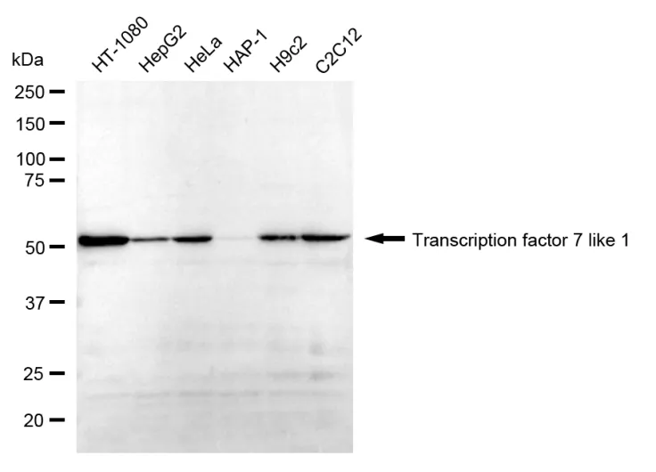 WesternBlot(WB) - KD-Validated Transcription Factor 7 Like 1 Recombinant Rabbit Monoclonal Antibody KVAb00894