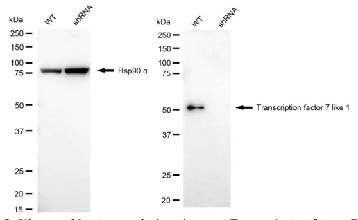 WesternBlot(WB) - KD-Validated Transcription Factor 7 Like 1 Recombinant Rabbit Monoclonal Antibody KVAb00894