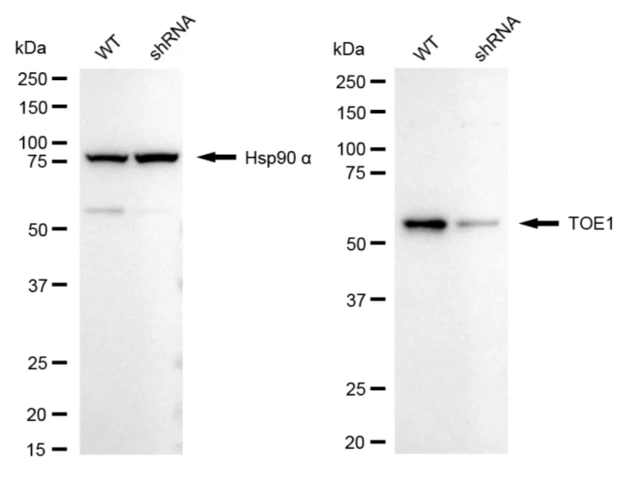 KD-Validated TOE1 Recombinant Rabbit Monoclonal Antibody