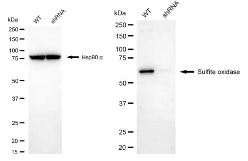 KD-Validated Sulfite Oxidase Recombinant Rabbit Monoclonal Antibody