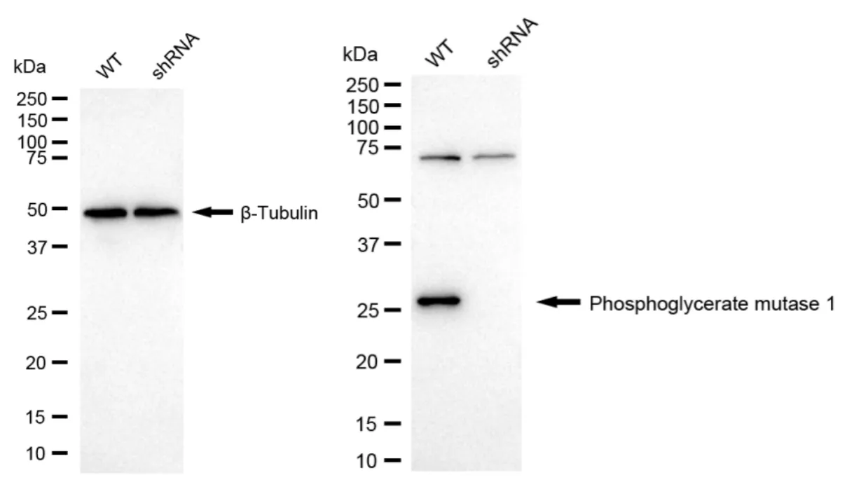 KD-Validated Phosphoglycerate Mutase 1 Recombinant Rabbit Monoclonal Antibody