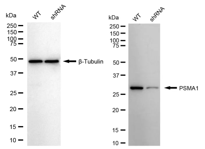 KD-Validated PSMA1 Recombinant Rabbit Monoclonal Antibody