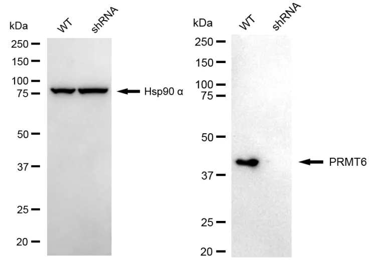 KD-Validated PRMT6 Recombinant Rabbit Monoclonal Antibody