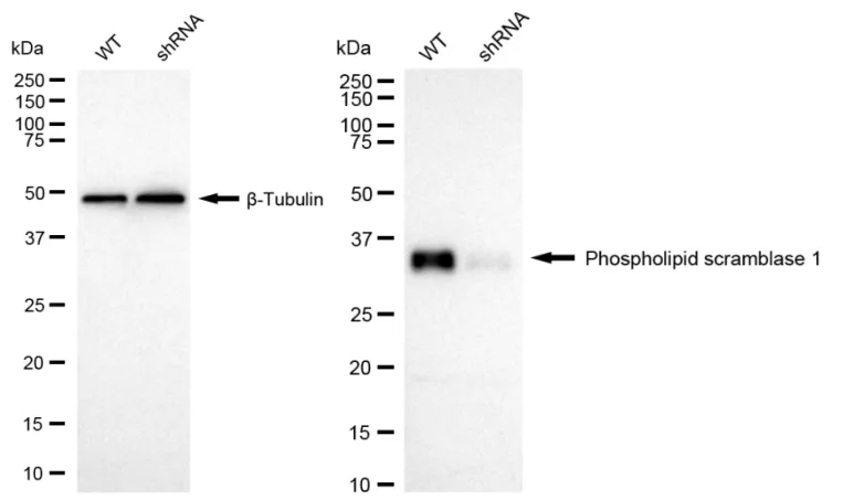 KD-Validated Phospholipid Scramblase 1 Recombinant Rabbit Monoclonal Antibody