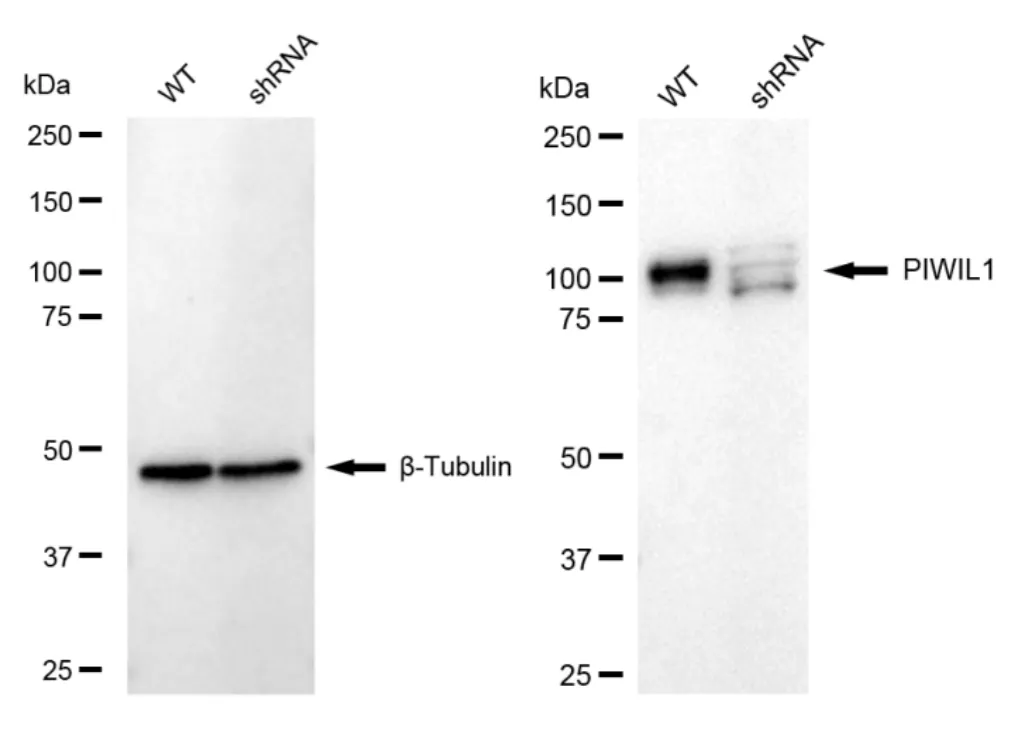 KD-Validated PIWIL1 Recombinant Rabbit Monoclonal Antibody