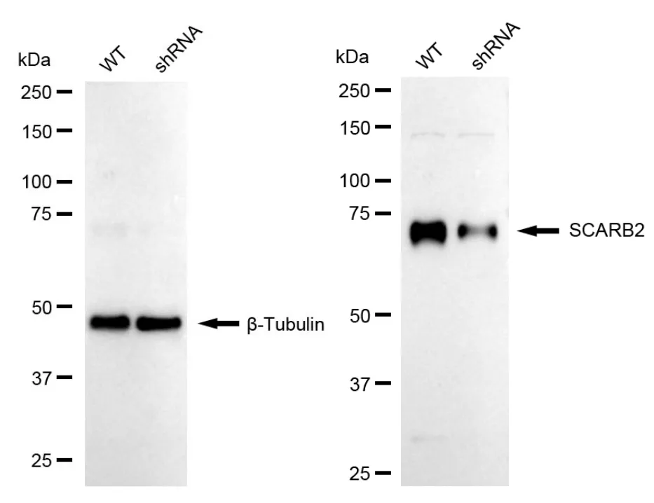 KD-Validated SCARB2 Recombinant Rabbit Monoclonal Antibody