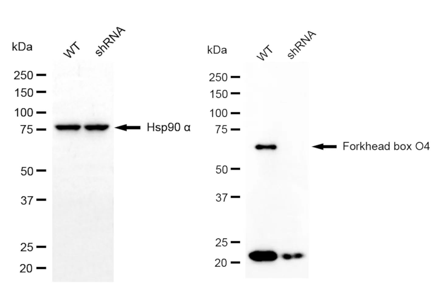 KD-Validated Forkhead Box O4 Recombinant Rabbit Monoclonal Antibody