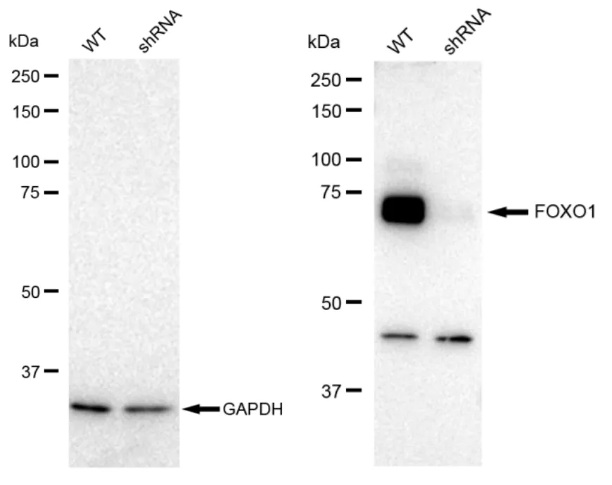 KD-Validated FOXO1 Recombinant Rabbit Monoclonal Antibody