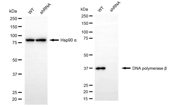 KD-Validated DNA Polymerase Beta Recombinant Rabbit Monoclonal Antibody