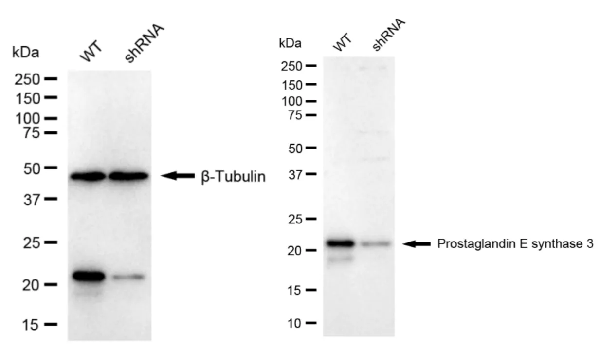 KD-Validated Prostaglandin E Synthase 3 Recombinant Rabbit Monoclonal Antibody