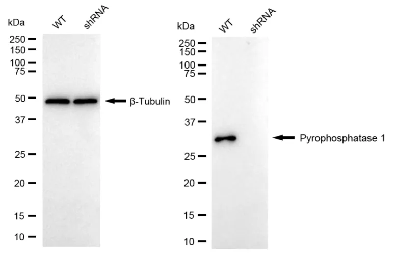 KD-Validated Inorganic Pyrophosphatase 1 Recombinant Rabbit Monoclonal Antibody