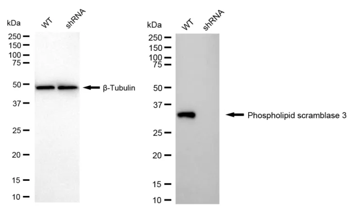 KD-Validated Phospholipid Scramblase 3 Recombinant Rabbit Monoclonal Antibody