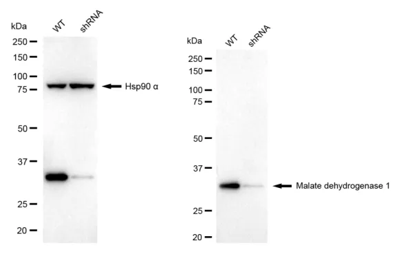 KD-Validated Malate Dehydrogenase 1 Recombinant Rabbit Monoclonal Antibody