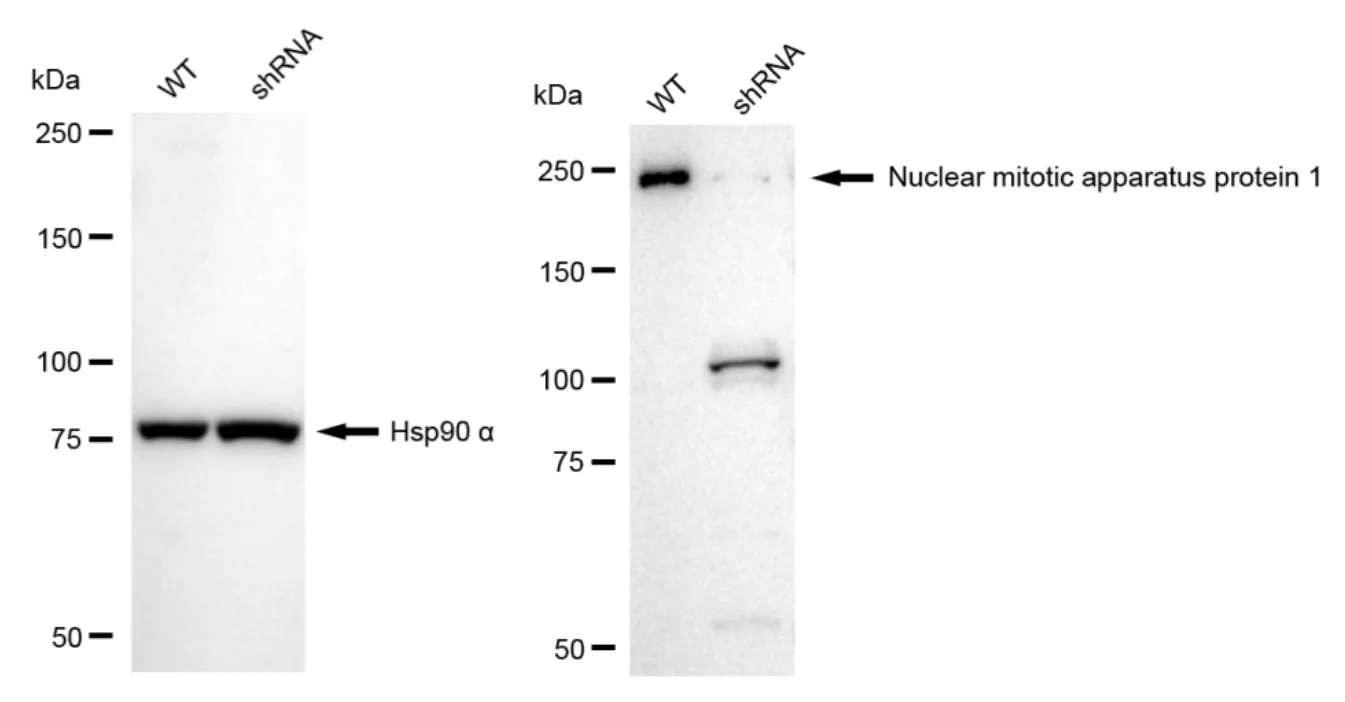 KD-Validated Nuclear Mitotic Apparatus Protein 1 Recombinant Rabbit Monoclonal Antibody