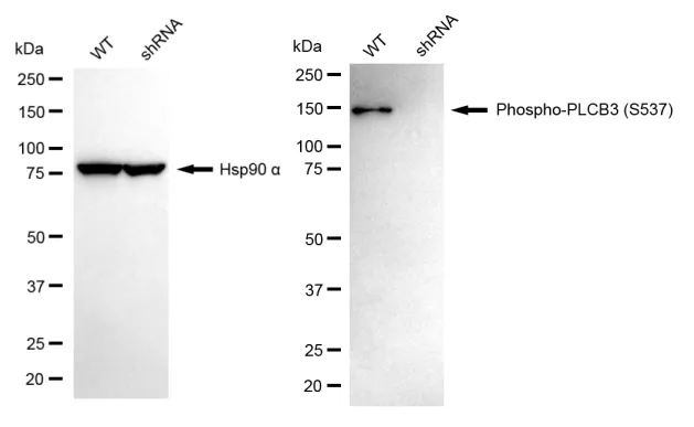 KD-Validated Phospho-PLCB3 (S537) Recombinant Rabbit Monoclonal Antibody