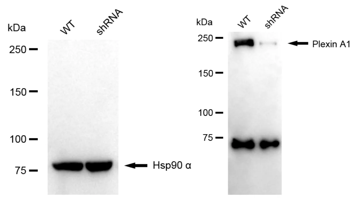 KD-Validated Plexin A1 Recombinant Rabbit Monoclonal Antibody