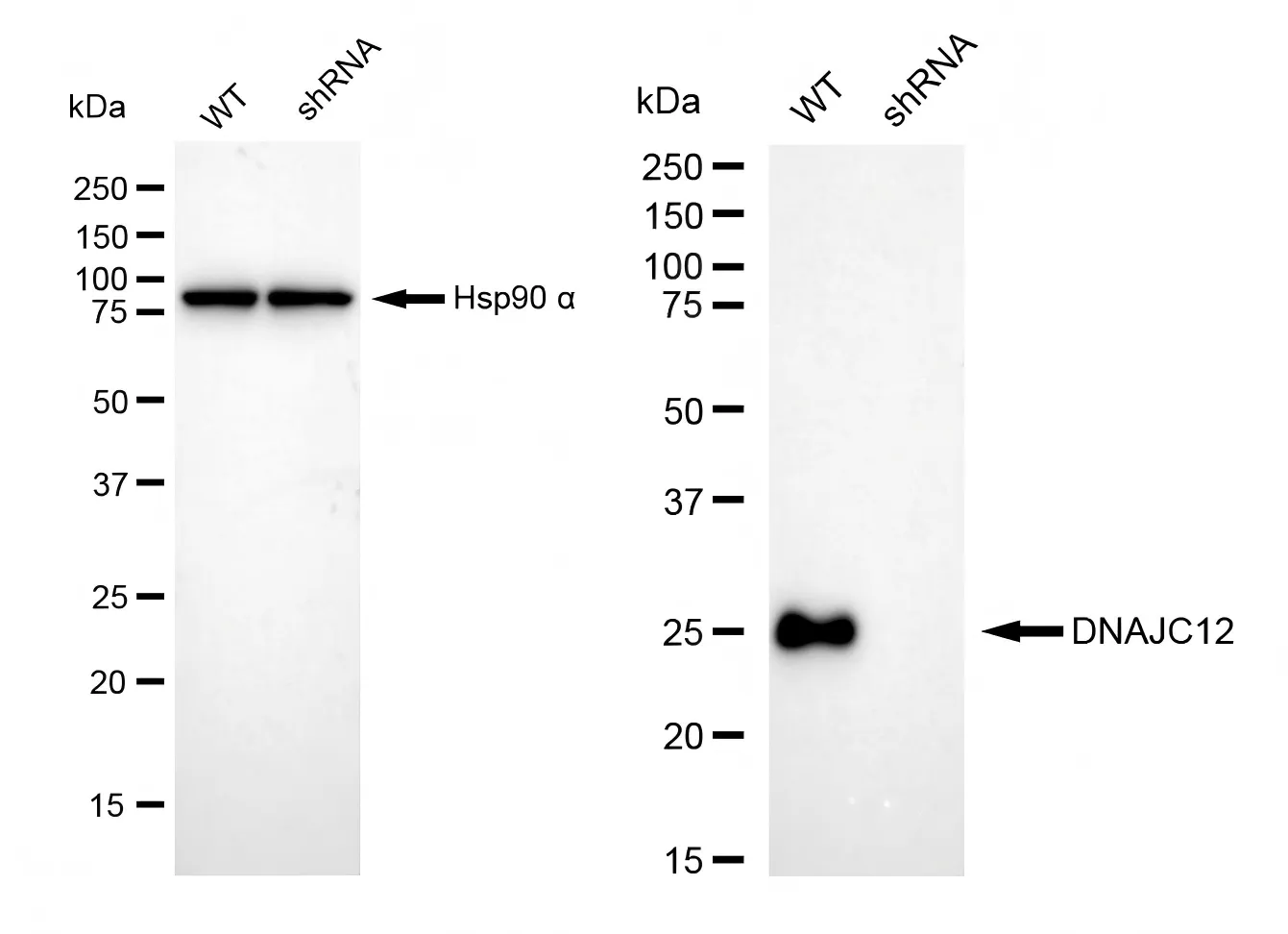 KD-Validated DNAJC12 Recombinant Rabbit Monoclonal Antibody