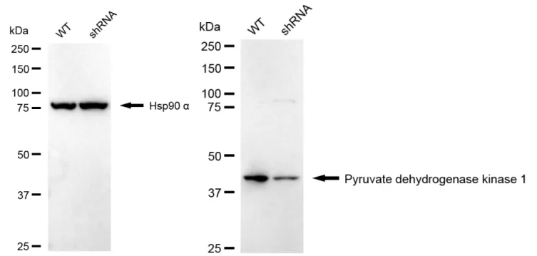 KD-Validated Pyruvate Dehydrogenase Kinase 1 Recombinant Rabbit Monoclonal Antibody