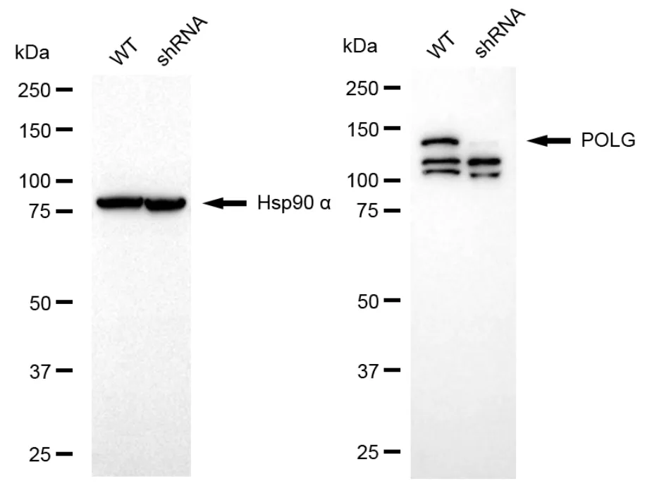 KD-Validated DNA Polymerase Gamma Recombinant Rabbit Monoclonal Antibody