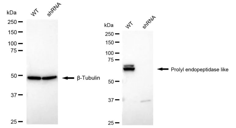 KD-Validated Prolyl Endopeptidase Like Recombinant Rabbit Monoclonal Antibody