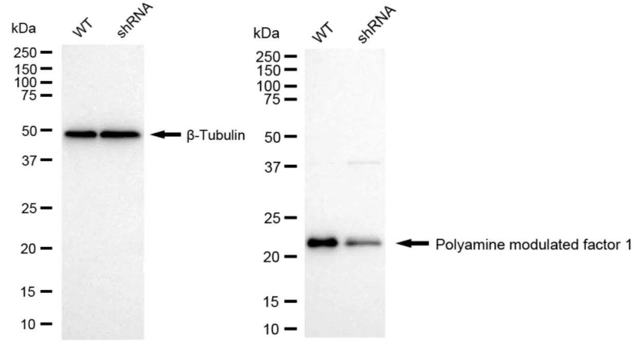 KD-Validated Polyamine Modulated Factor 1 Recombinant Rabbit Monoclonal Antibody
