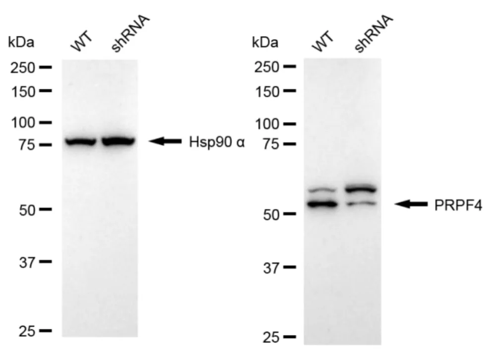 KD-Validated Pre-MRNA Processing Factor 4 Recombinant Rabbit Monoclonal Antibody