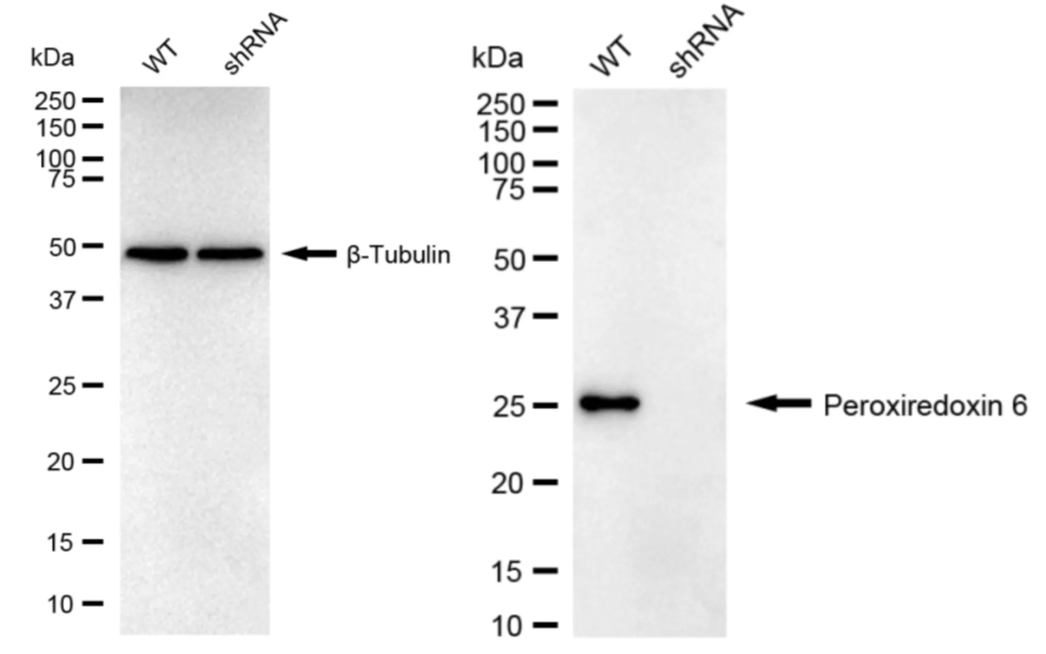 KD-Validated Peroxiredoxin 6 Recombinant Rabbit Monoclonal Antibody