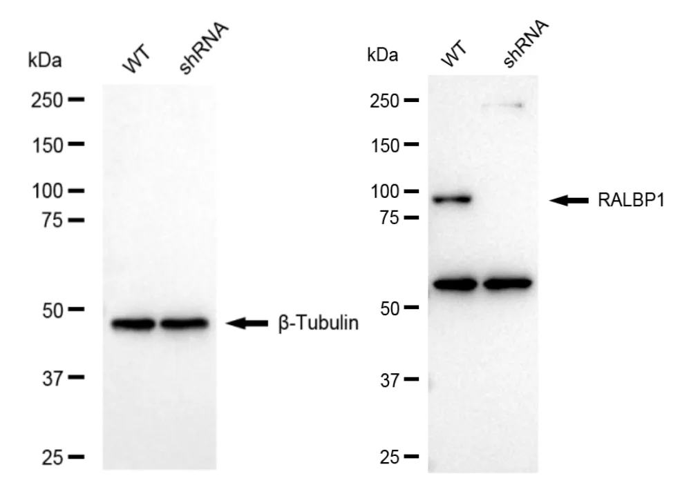 KD-Validated RalA Binding Protein 1 Recombinant Rabbit Monoclonal Antibody