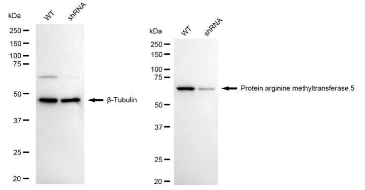 KD-Validated PRMT5 Recombinant Rabbit Monoclonal Antibody
