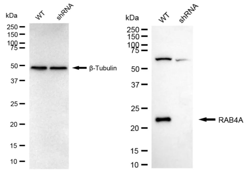 KD-Validated Rab4 Recombinant Rabbit Monoclonal Antibody