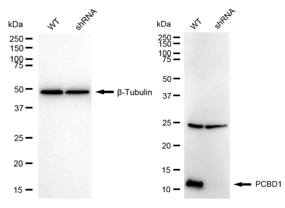 KD-Validated PCBD1 Recombinant Rabbit Monoclonal Antibody
