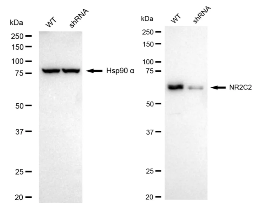 KD-Validated NR2C2 Recombinant Rabbit Monoclonal Antibody
