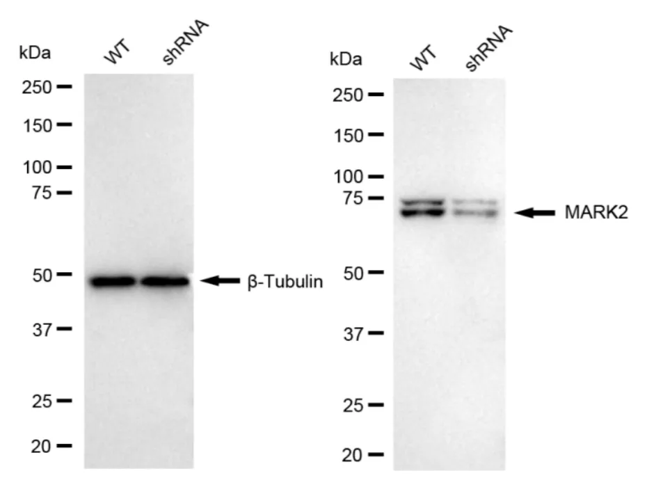 KD-Validated MARK2 Recombinant Rabbit Monoclonal Antibody