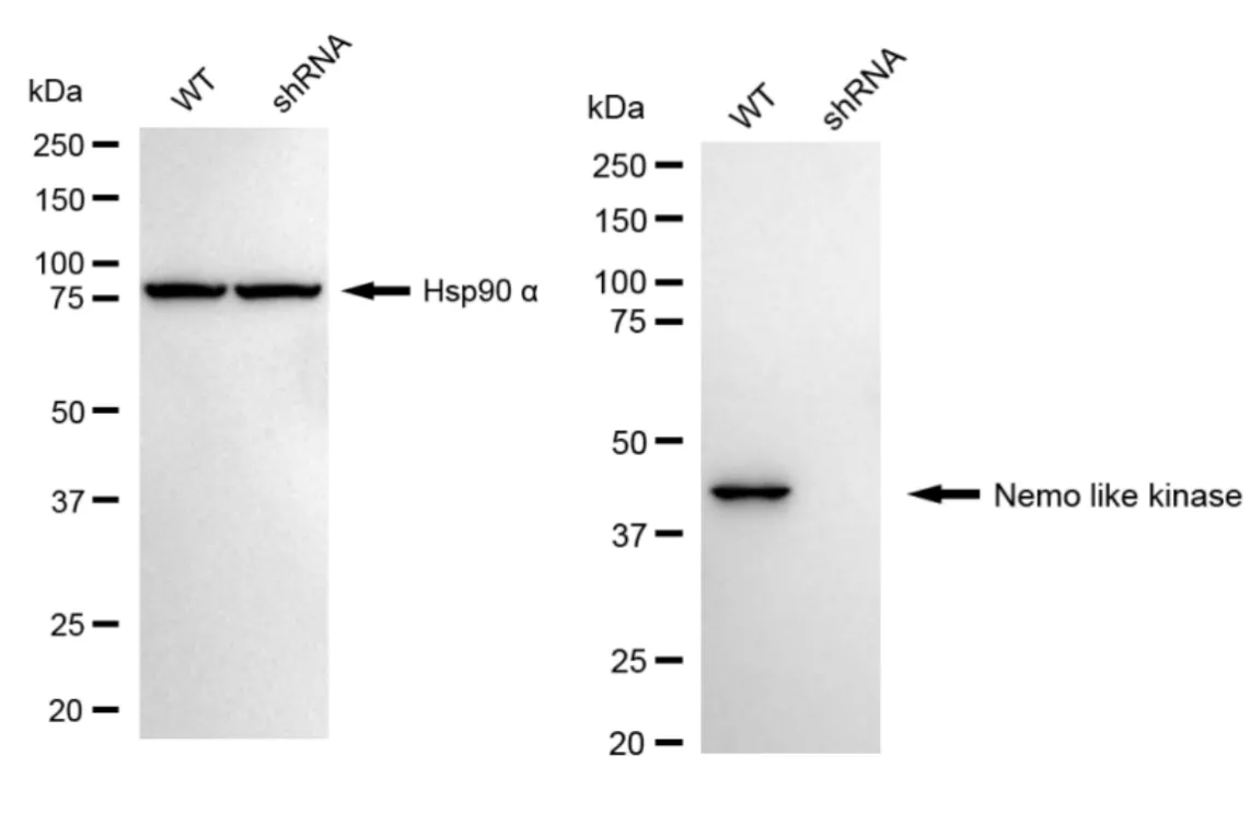 KD-Validated Nemo Like Kinase Recombinant Rabbit Monoclonal Antibody