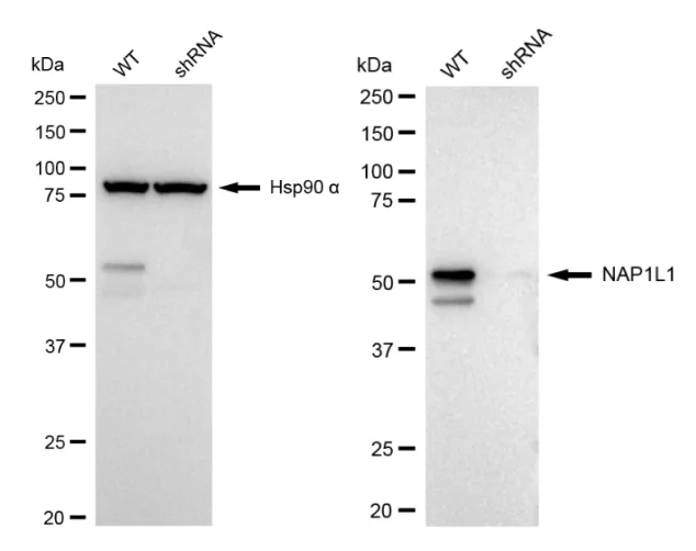 KD-Validated NAP1L1 Recombinant Rabbit Monoclonal Antibody