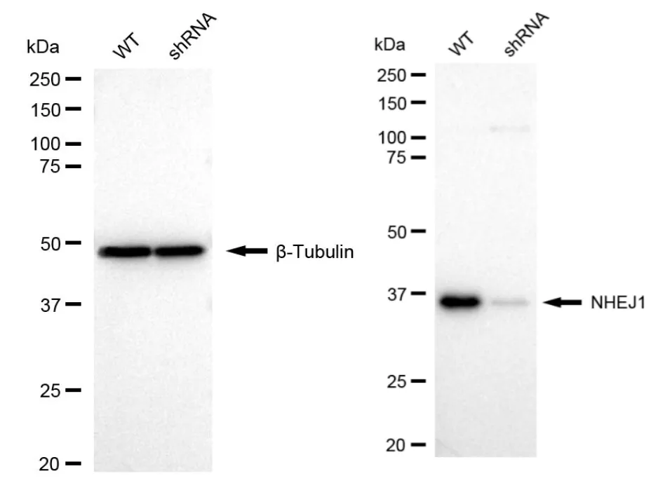 KD-Validated Non-Homologous End Joining Factor 1 Recombinant Rabbit Monoclonal Antibody