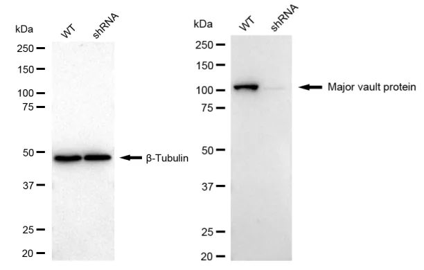 KD-Validated Major Vault Protein Recombinant Rabbit Monoclonal Antibody