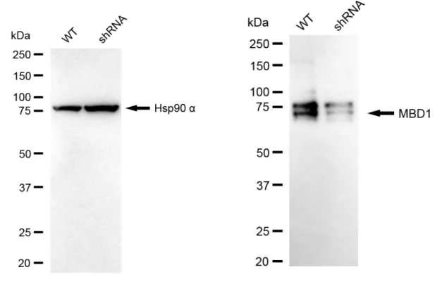 KD-Validated Methyl-CpG Binding Domain Protein 1 Recombinant Rabbit Monoclonal Antibody