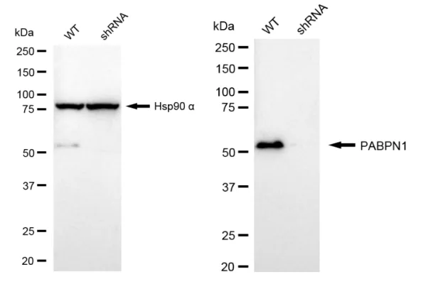 KD-Validated Poly(A) Binding Protein Nuclear 1 Recombinant Rabbit Monoclonal Antibody