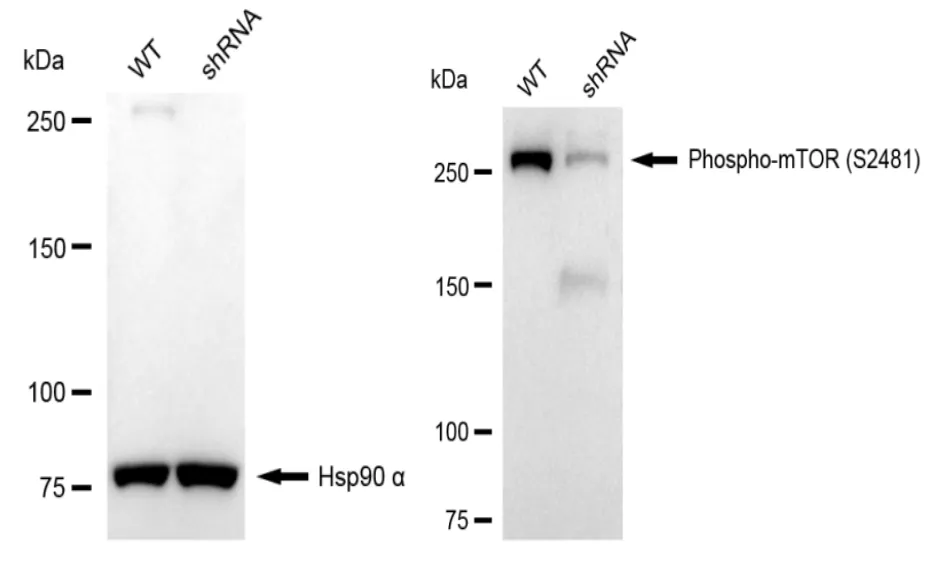 KD-Validated Phospho-mTOR (S2481) Recombinant Rabbit Monoclonal Antibody