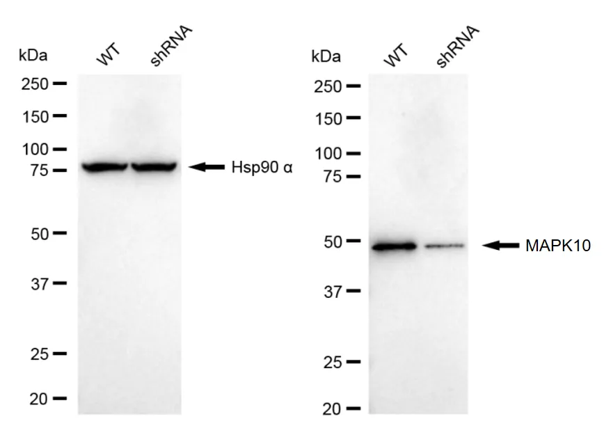 KD-Validated MAPK10 Recombinant Rabbit Monoclonal Antibody